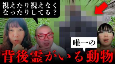 【七四六家】人間以外の動物で背後霊が憑いている唯一の動物は「●●●」です。＆くまこの心の状態に合わせて幽霊が視えたり視えなくなったりしてる説？！【心霊】