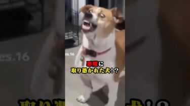 【恐怖映像紹介チャンネル】心霊映像！？悪魔に取り憑かれた犬！？