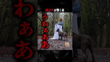 【ごまだんごの怪奇なチャンネル】叫び声が響く森  #ホラー #horror