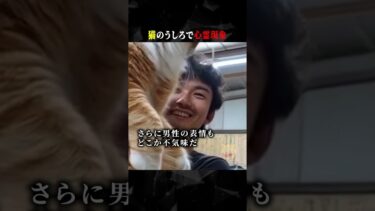 【ごまだんごの怪奇なチャンネル】猫のうしろで心霊現象 #ホラー #horror