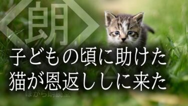 【ほがら朗読堂 】【朗読】子どもの頃に助けた猫が恩返ししに来た